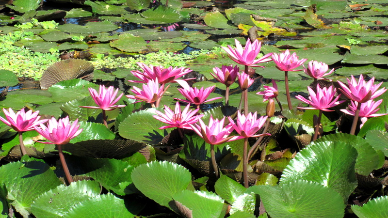  temperate, 1080P, water, lilies, pink, plants, flowering, hd, family, climates, tropical, world, nymphaeaceae, around