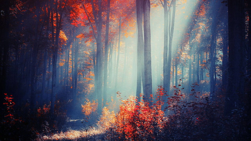 color, burning, grunge, tranquil scene, yellow, forest, scenics - nature, element, growth, land, no people, beauty in nature, floral, tree, digital, symbol