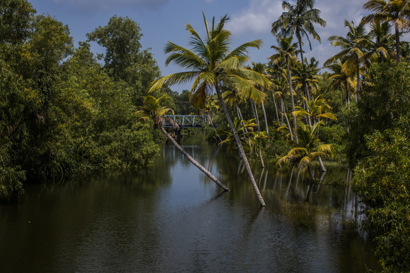 lake, Sea, jungle, Travel, 5K, palm, outdoors, water, Palm Trees, river, beauty in nature, day, outdoor, tranquil scene, allepey, canal, tropical, vacation