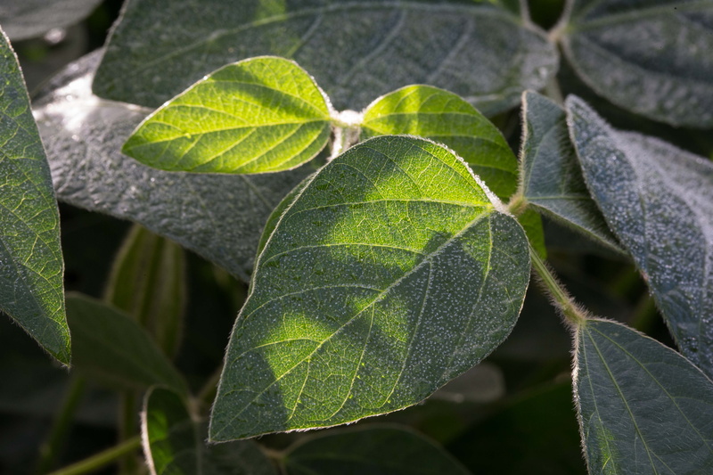 leaf, 5K, green Color, backgrounds, plant, soybean, freshness, lot, United States, soybeans, close-up, green leaves, high-oleic, Indiana, nature, High Oleic