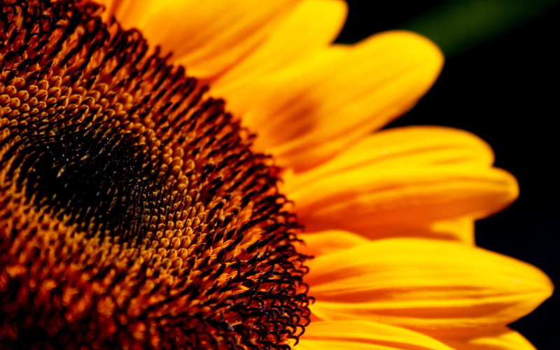 Sunflower, Flower, Definition, High, 2K, close