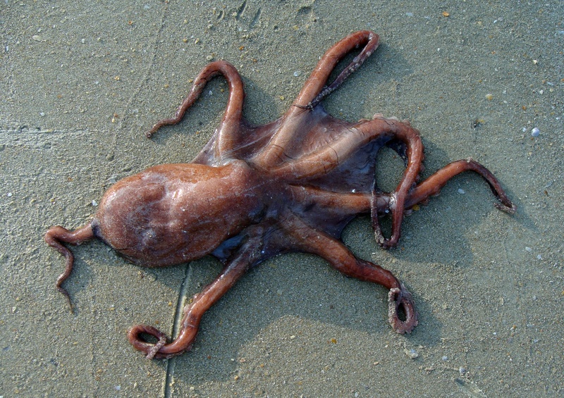 brown, outdoors, no people, beach, animal themes, wet, shape, octopus vulgaris, animal wildlife, day, animals in the wild, close-up, one animal, 2K, sand