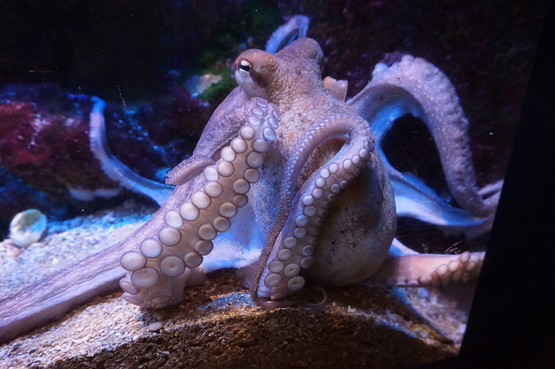 sea animal, close, animal wildlife, nature, transparent, underwater, no people, tentacle, squid, animal, brown, animal eye, sea life, marine, sea, closeup