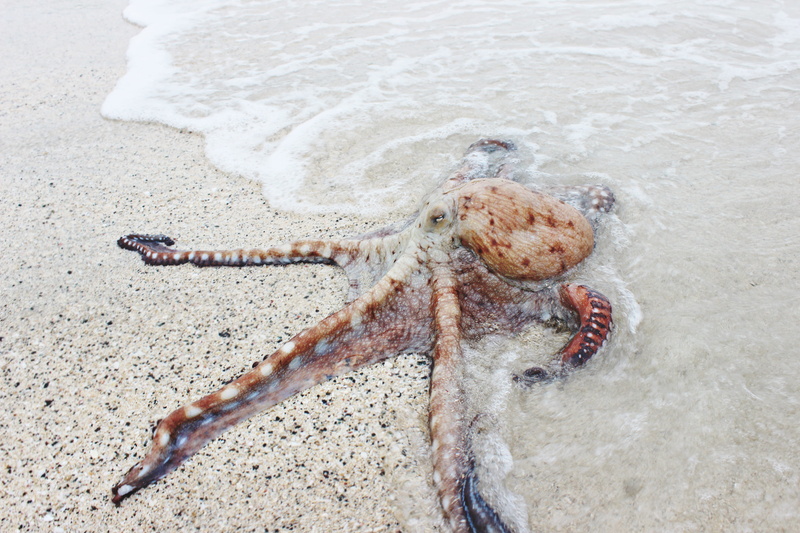 beige, sea life, close-up, washed-up, body, animal themes, summer, beach, seashore, starfish, animal Shell, octopus, outdoors, no People, high angle view