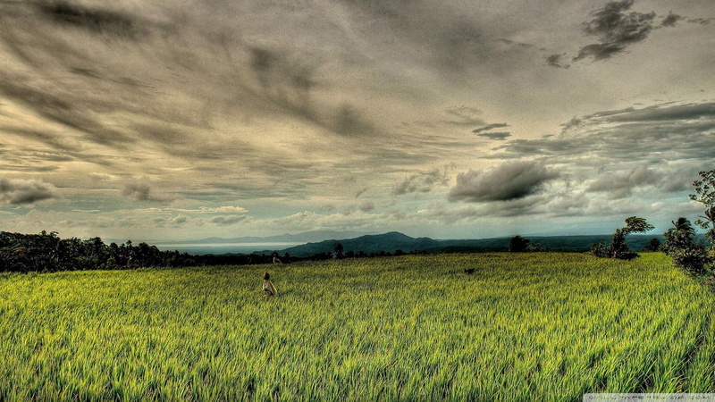 rice, 1080P, hdr, clouds, field, nature and landscapes, scarecrow