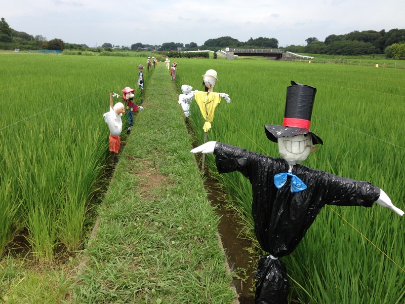 crop, plant, green color, scarecrow, field, environment, agriculture, scenics - nature, growth, land, farmer, rural scene, landscape, beauty in nature
