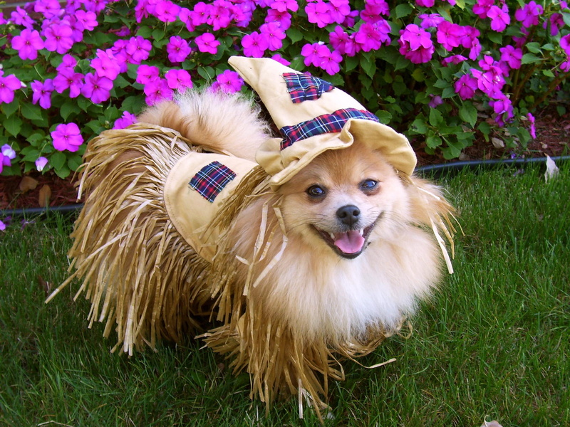 love, animals, flowers, forever, happy, scarecrow, purple, halloween, 1080P