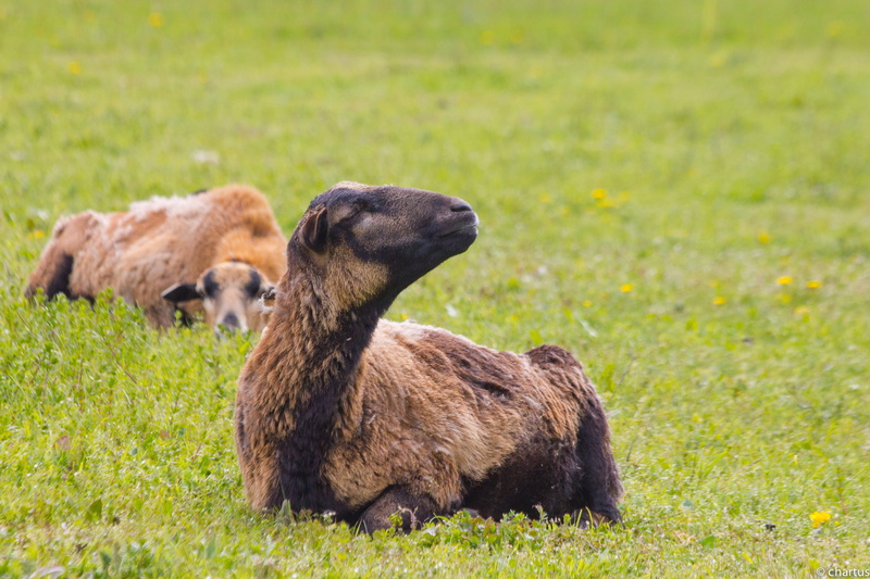black sheep, herbivorous, vertebrate, sheep, day, animals in the wild, animals, plant, nature, green color, grass, animal family, field, animal themes