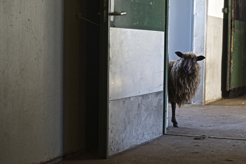 domestic animals, full length, pets, building, no people, built structure, sheep, animal wildlife, one animal, outdoors, entrance, 1080P, livestock, vertebrate