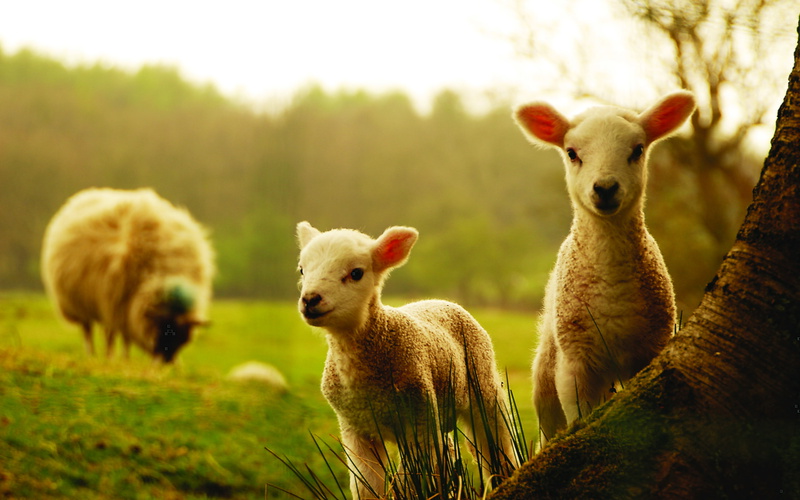 day, land, domestic animals, nature, animal family, group of animals, grass, sheep, plants, plant, pets, livestock, animals, herbivorous, outdoors, vertebrate