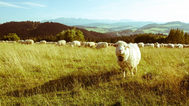 1080P, sheep, animals, mountains