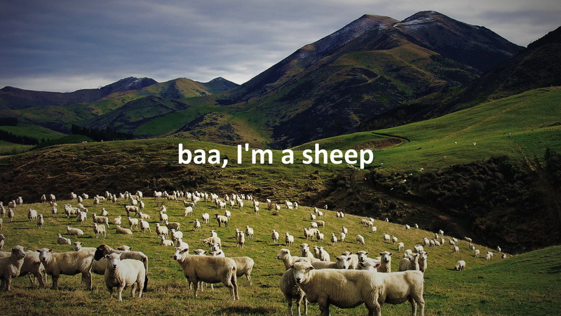 agriculture, sheeps, landscape, herd, nature, domestic, mountain, m, land, environment, baa, pets, rural scene, no people, overlay, white, field, animal themes