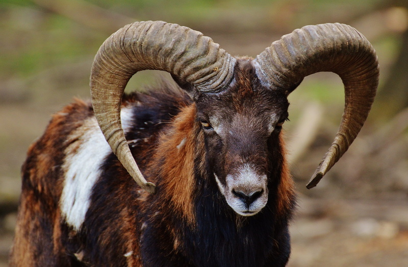 livestock, focus, no people, animal themes, outdoors, domestic animals, aries, vertebrate, animal head, brown, wild, horned, domestic, animal body part