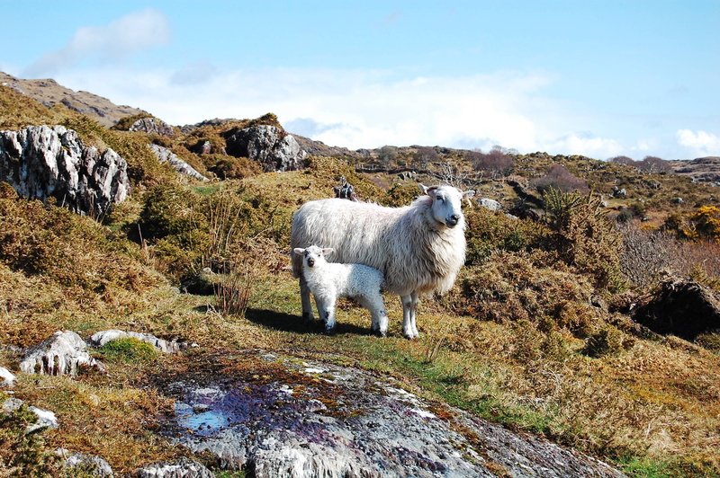 sheep, rural, livestock, lamb, 2K, nature, animals
