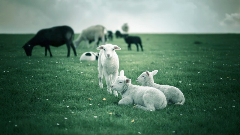 1080P, White, Sheep, Green, Lambs, Fields