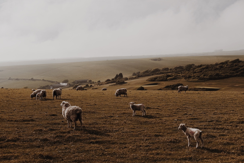 mammal, highland, group of animals, pets, domestic animals, cloud, herbivorous, domestic, pet, nature, sky, landscape, land, vertebrate, field, 5K, lamb