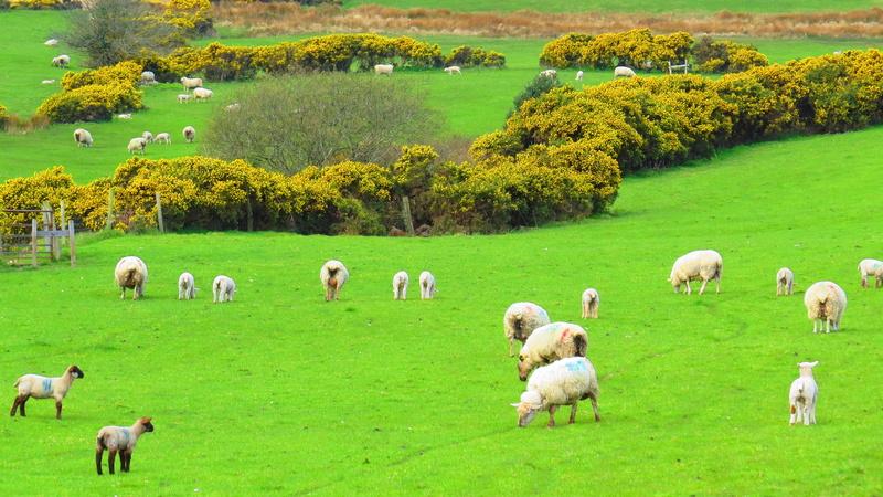 sheep, plain, grass, field, no people, animal themes, vertebrate, hill, outdoors, domestic, pasture, nature, landscape, farm, large group of animals, green