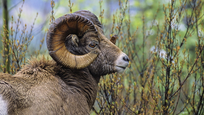mountain, grazing, 1080P, profile view, grass, horn, ram - Animal, animals In The Wild, sheep, herbivorous, wildlife, no people, goat, farm, brown, portrait