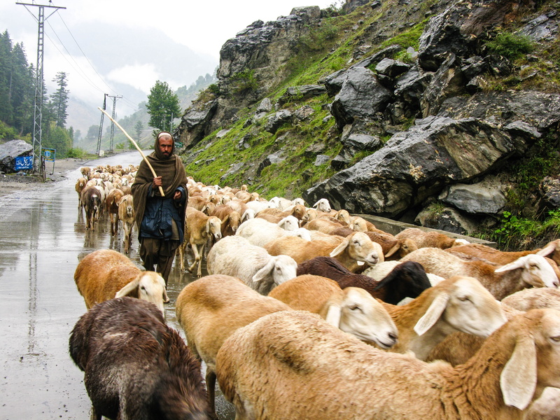 sky, flock, outdoors, sheep, wool, nature, pets, solid, hill, lamb, valley, day, natural, pakistan, country, rain, green, livestock, wild, real people