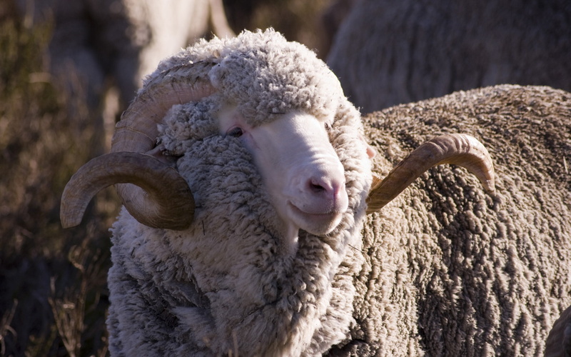 pets, lamb, no people, rural Scene, nature, animal themes, sheep, farm, vertebrate, merino, day, field, flock Of Sheep, focus on foreground, gray, mammal