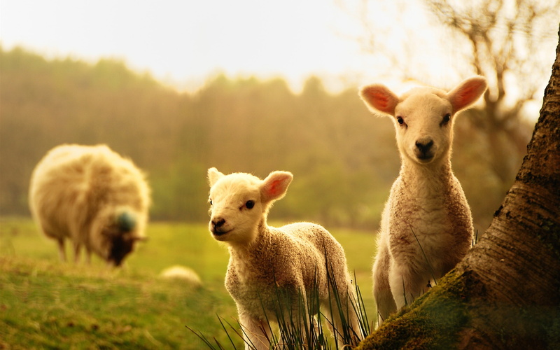 Sheep, two, 2K, Lambs, sheepkins, Wood