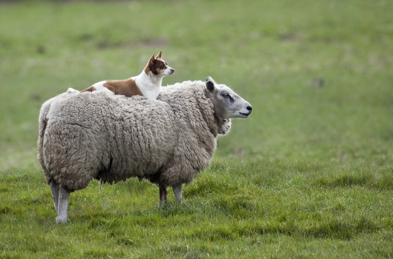 dog, rural Scene, no people, grass, animal family, field, non-Urban Scene, pets, domestic Animals, plant, gray, vertebrate, herd, grazing, meadow, summer
