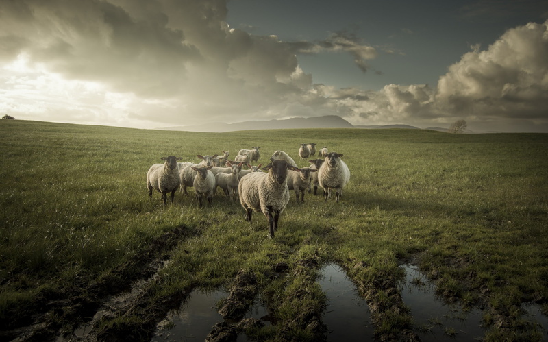animals, sheep, 1080P, landscape