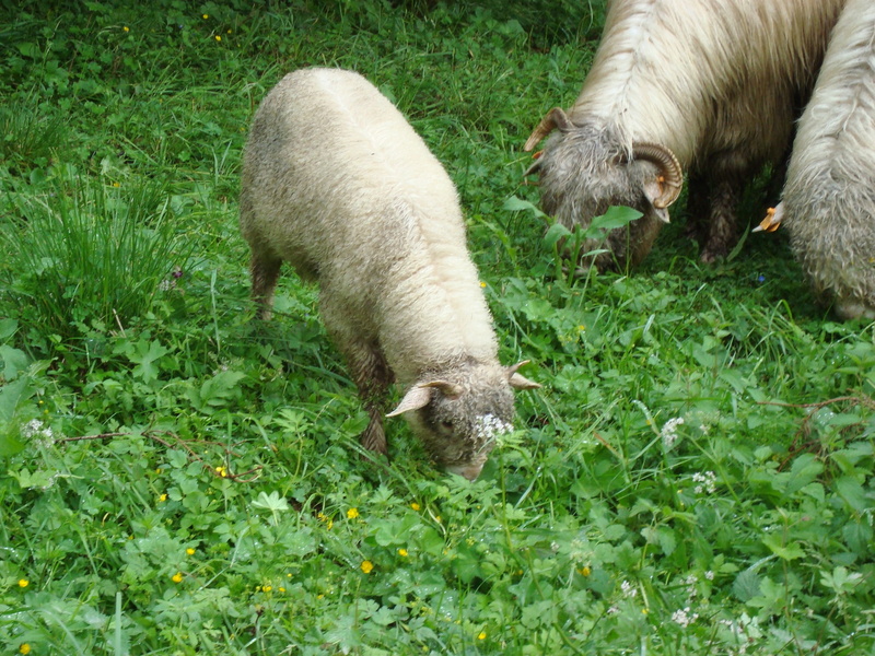sheep, grass, 2K, animals