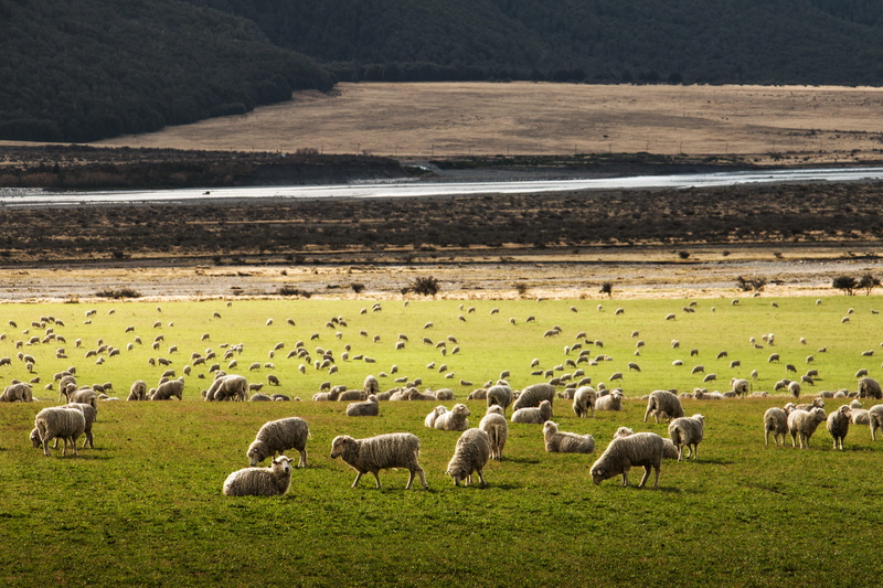 no people, mammal, grass, land, animal themes, herbivorous, herd, farm, sheep, livestock, large group of animals, farmland, grazing, animal, pasture, animal wildlife