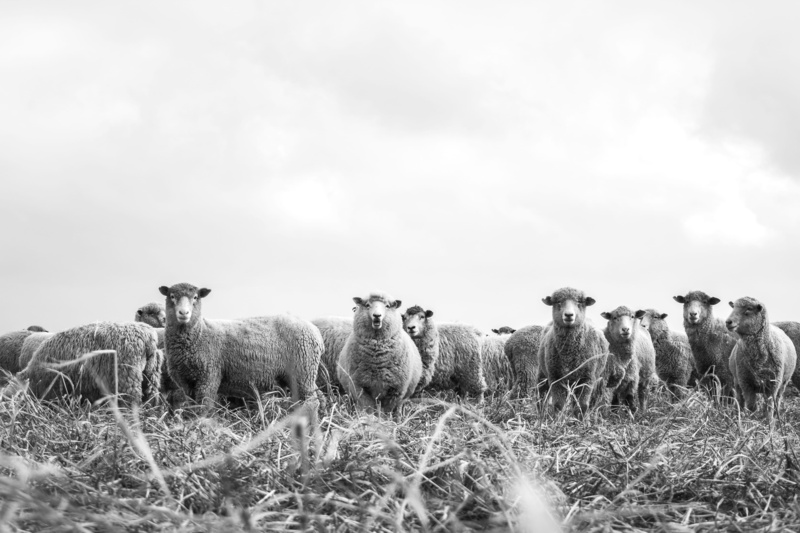 4K, animals in the wild, no people, domestic, domestic animals, animal themes, vertebrate, group of animals, sky, livestock, black and white, monochrome