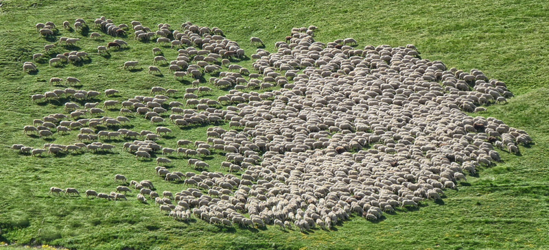 animal themes, 2K, green, livestock, animals, abundance, aerial, herd, high angle view, land, plant, day, sheep flock, group of animals, no people, green color