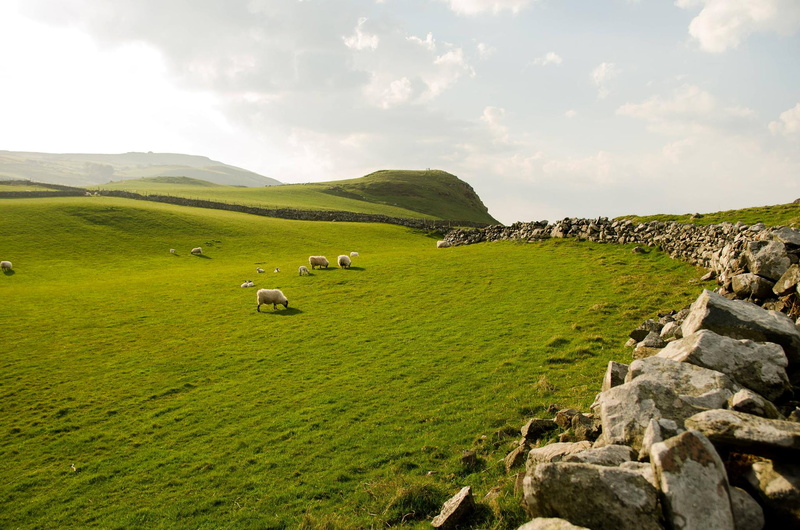 livestock, white, domestic, sky, Northern Ireland, tranquil scene, outdoors, nature, scenics - nature, grass, field, 1080P, mammal, animal themes, cloud - sky