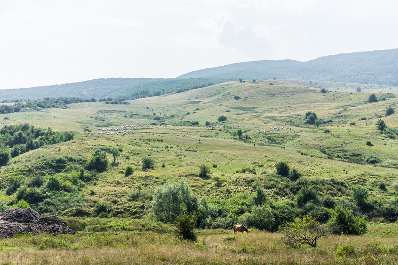 beauty in nature, Horse, green Color, animals, animal, landscape, agriculture, rural Scene, no People, summer, mountain, outdoors, non-Urban Scene, Nature