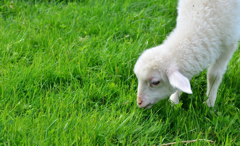 psalm 23, no people, meadow, animal head, domestic, pasture, white, schäfchen, animal themes, domestic animals, growth, one animal, animal child, day, outdoors