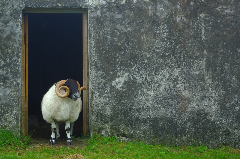 sheep, scotland, architecture, green, white, outdoors, scottish, domestic, shaggy, idyllic, window, herbivorous, black, horns, landscape, wool, domestic animals