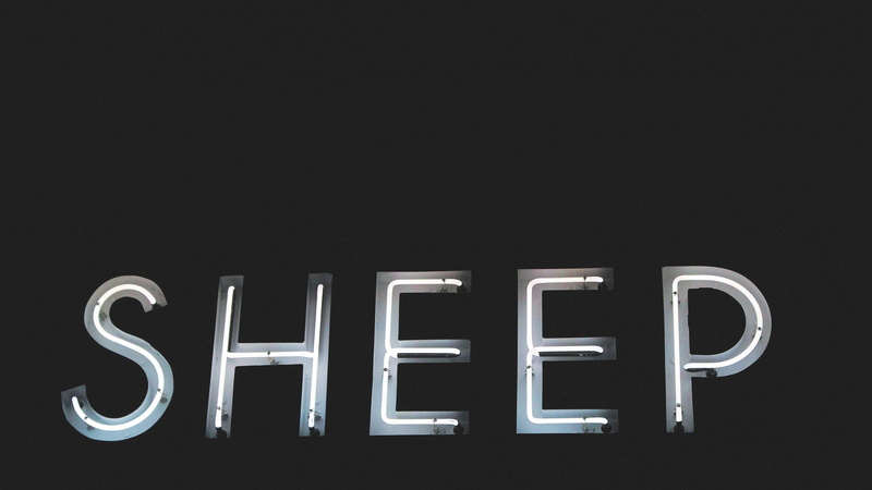 sheep, neon, neon sign, 2K