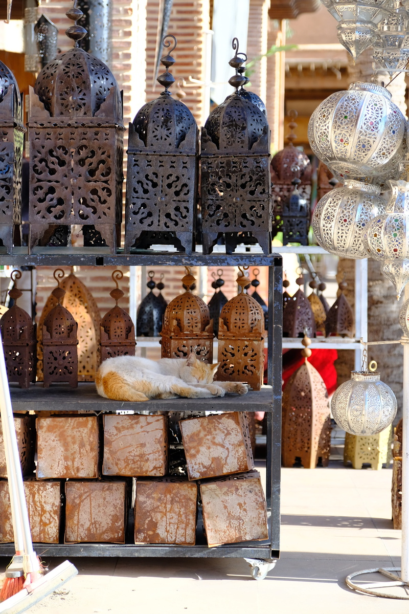 souvenir, variation, choice, variety, shopping, sale, small business, retail, morocco, business, kitty, for sale, container, glass - material, cat, shop