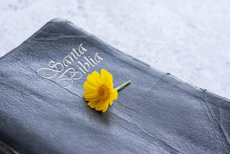 handwriting, message, christianity, no people, calligraphy, daffodil, communication, plant, 4K, beauty in nature, daisies, apparel, fragility, western script