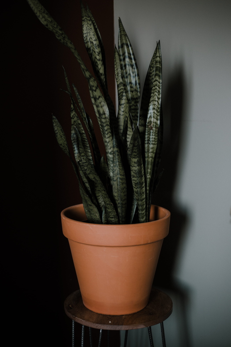 no people, indoors, home, brown, wall, nature, potted plant, close-up, vase, clay, succulent plant, style, green color, white, cactus, minimal, shadow