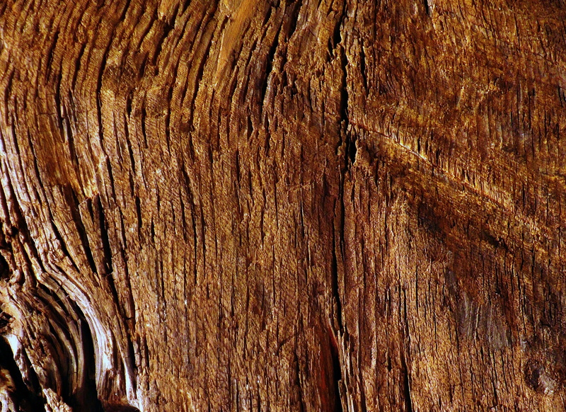 bark, pattern, full frame, texture, day, tar, plant, wax seal, redwood, root, outdoors, tree, trunk, face, wood grain, wood, lumber, 2K, no people, plant bark