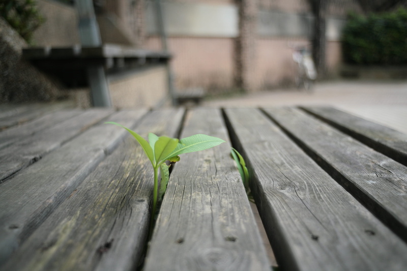surface level, park bench, growth, bench, arbour, footpath, selective focus, leaf, garden, tabletop, day, wood - material, boardwalk, green color, wood
