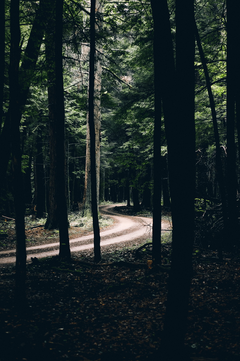 scenics - nature, growth, forest road, environment, direction, cooks forest, background, cooksburg, tranquility, tree trunk, 5K, state park, plant, cook forest state park (office)