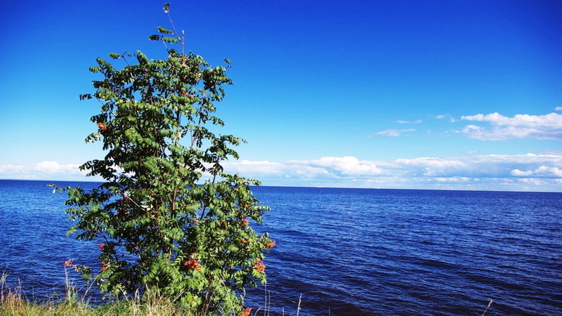 ocean, art, Clouds, grass, skyscapes, hd, 1080P, nature, bushes, x, oceans, seascapes