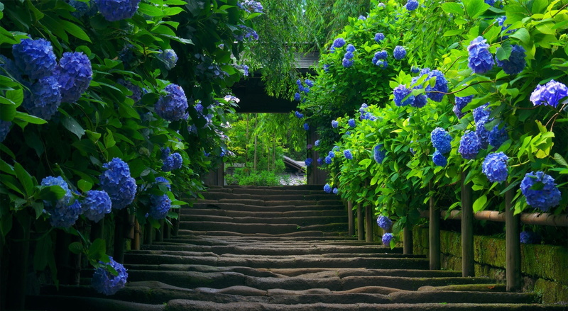 Green, park, day, fragility, nature, plant, flower, purple, garden, footpath, leaves, staircase, freshness, architecture, 1080P, flowering plant, Asia