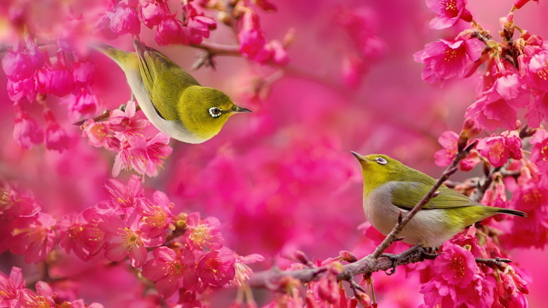 white, flowers, eye, japanese, branches, grey, small, birds, pink, animals, raspberry, 1080P, green, bird