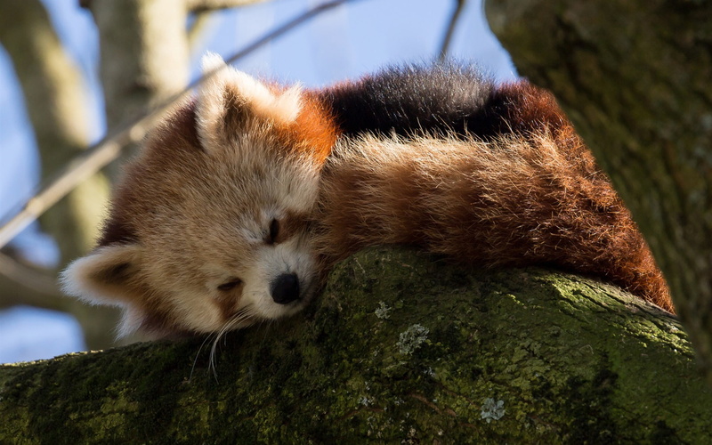 Asleep, 1080P, Panda, Falling, Red