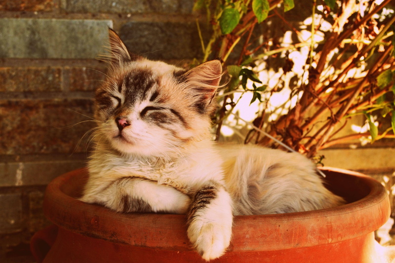 a, pot, beautiful, cat, asleep, kitten, 4K