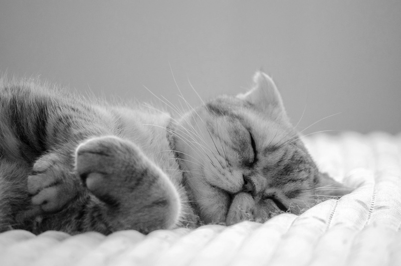 vertebrate, animal themes, dreams, animal head, pets, sleep, hook, domestic cat, no people, animal, blossom, blanket, domestic, relaxation, cat, black and white