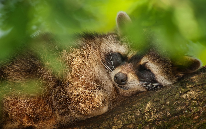 Leaves, Raccoon, falling, Tree, 1080P, Asleep, Green