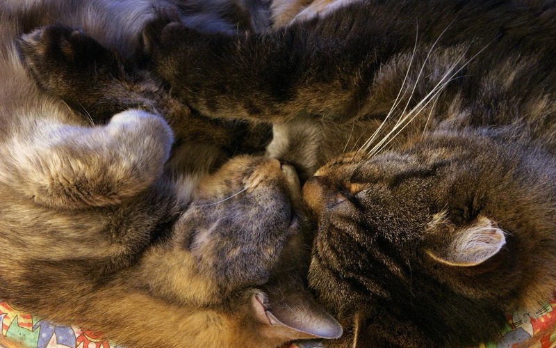 ears, cuddled, asleep, kitten, paws, whiskers, 1080P, snuggles, animals